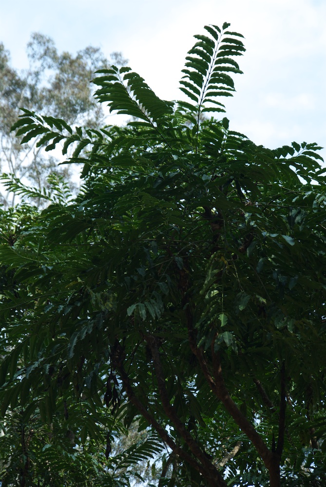 Araliaceae Polyscias murrayi