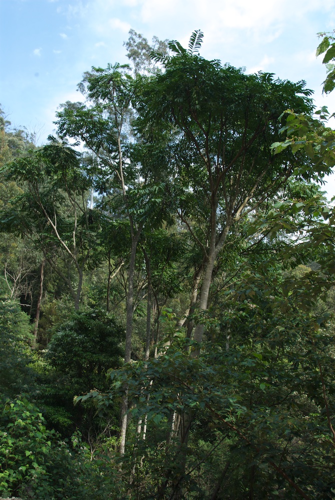 Araliaceae Polyscias murrayi