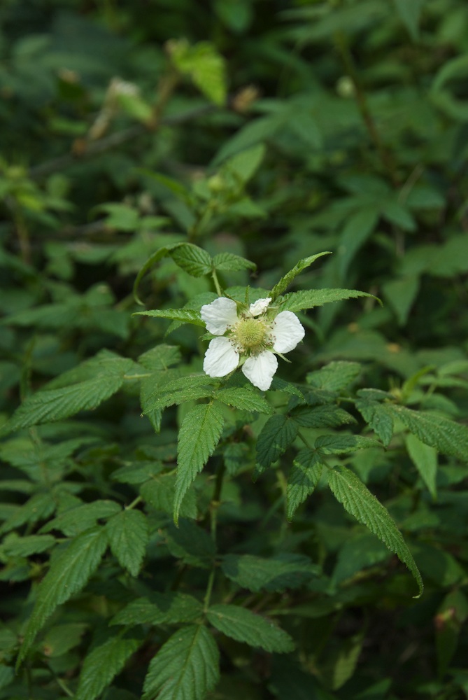 Rosaceae Rubus rosifolius