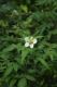 image of Rubus rosifolius