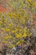 image of Acacia murrayana