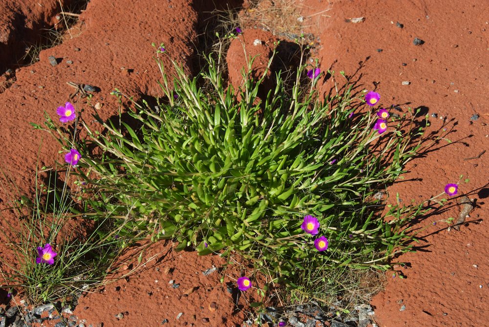 Portulacaceae Calandrinia balonensis