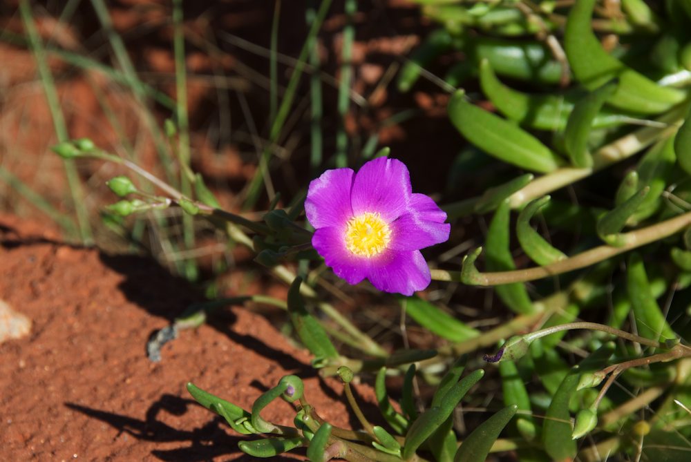 Portulacaceae Calandrinia balonensis
