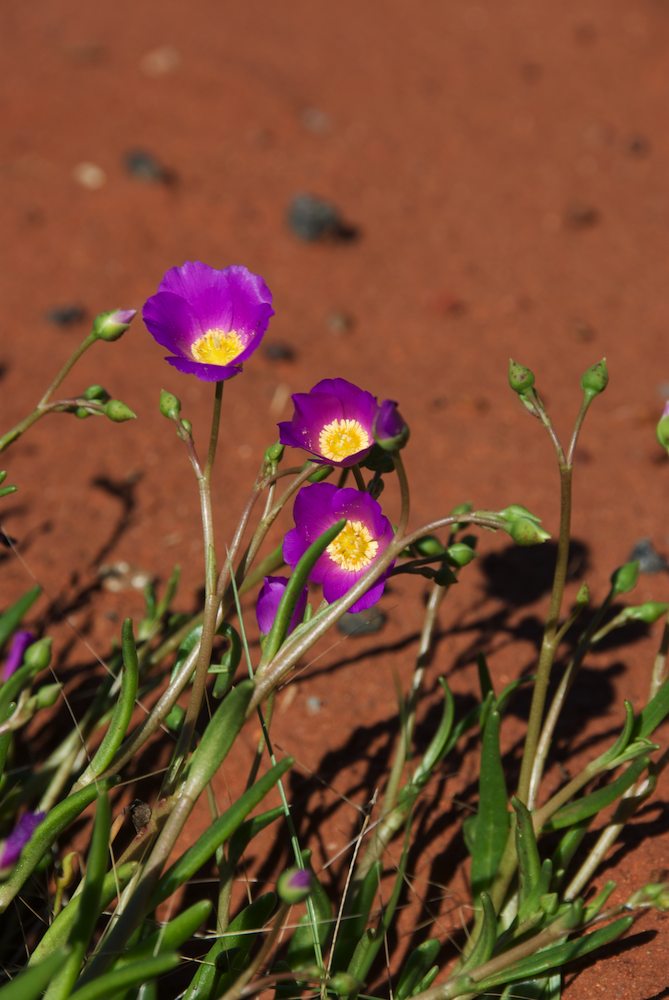 Portulacaceae Calandrinia balonensis