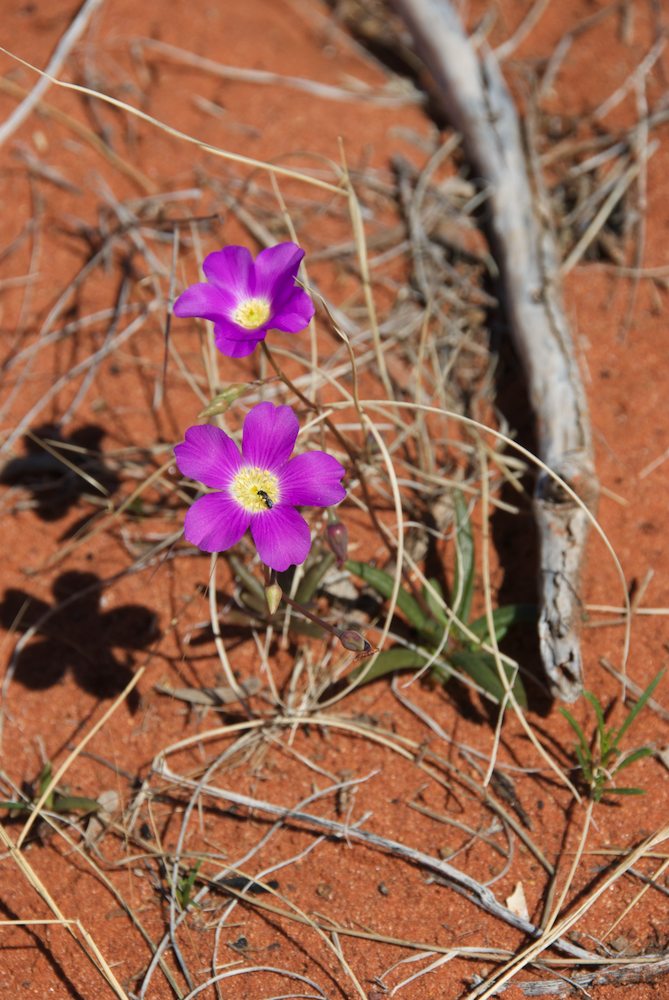 Portulacaceae Calandrinia eremaea