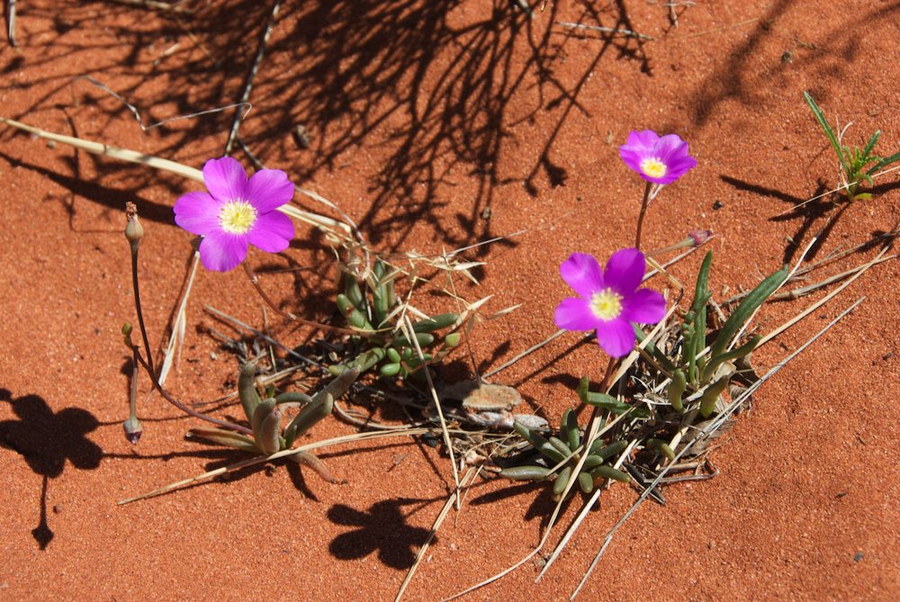 Portulacaceae Calandrinia eremaea