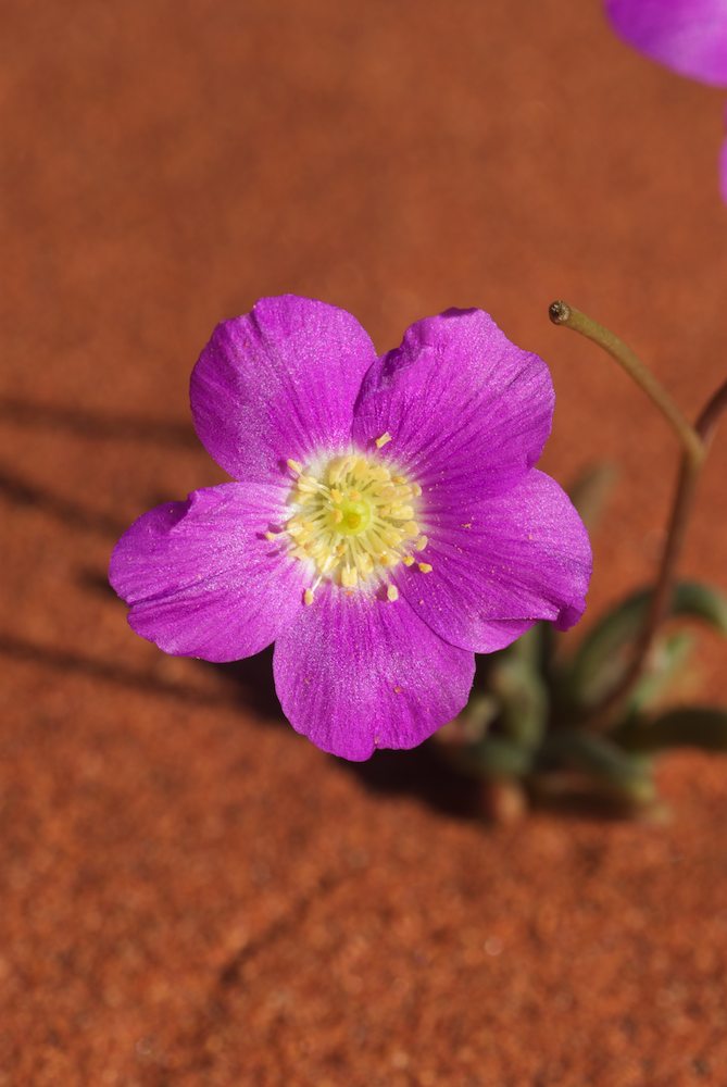 Portulacaceae Calandrinia eremaea
