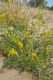 image of Crotalaria eremaea