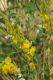 image of Crotalaria eremaea