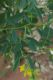 image of Crotalaria eremaea