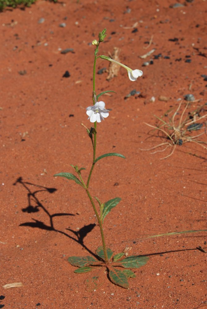 Solanaceae Nicotiana rostulata