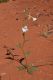 image of Nicotiana rostulata