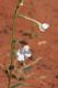 image of Nicotiana rostulata