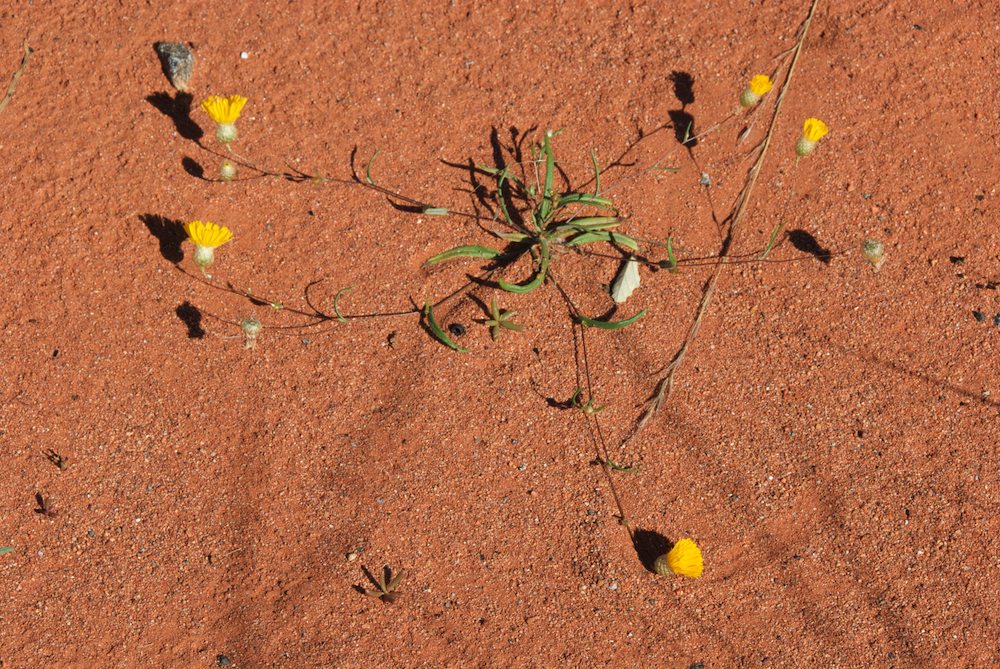 Asteraceae Podolepis canescens