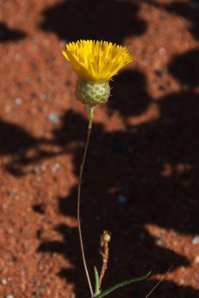 Asteraceae Podolepis canescens