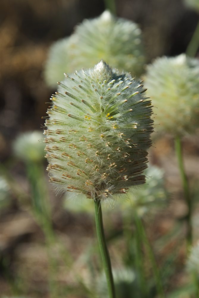 Amaranthaceae Ptilotus macrocephalus