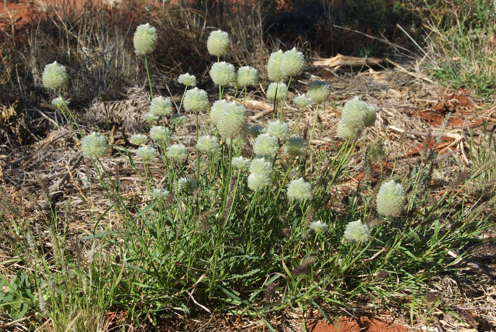 Amaranthaceae Ptilotus macrocephalus