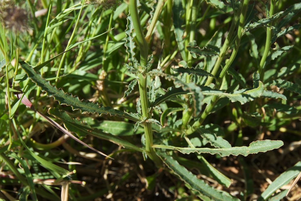 Amaranthaceae Ptilotus macrocephalus