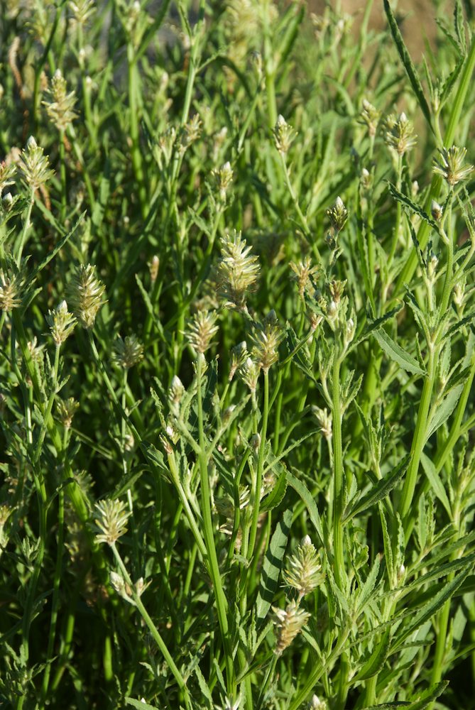 Amaranthaceae Ptilotus polystachys