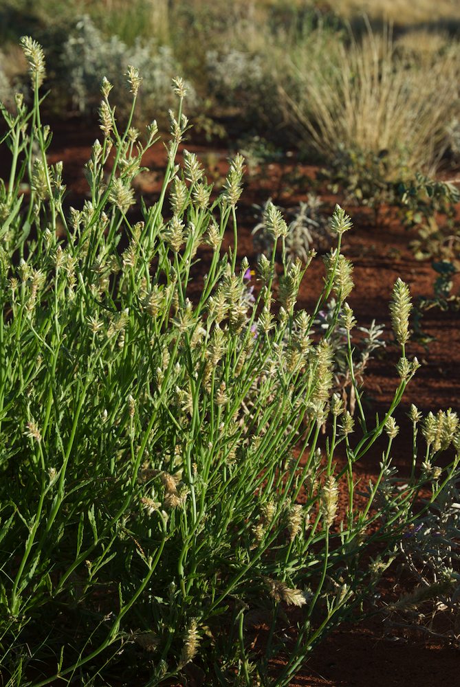 Amaranthaceae Ptilotus polystachys