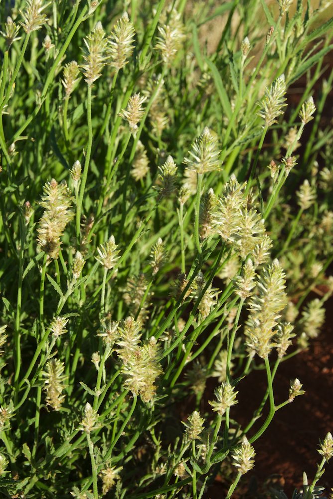 Amaranthaceae Ptilotus polystachys