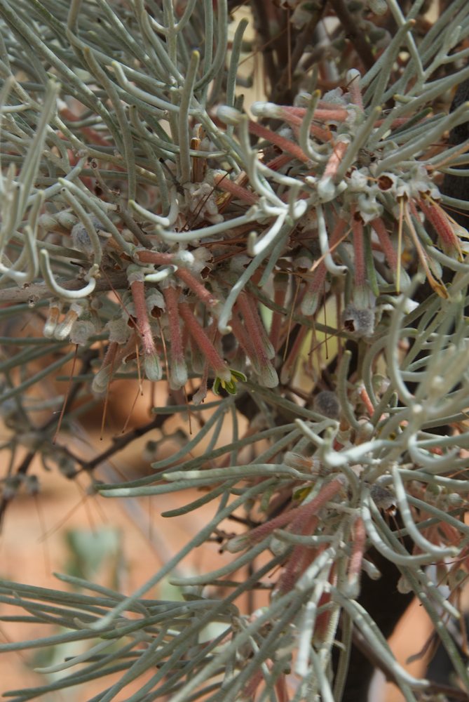 Loranthaceae Amyema gibberula