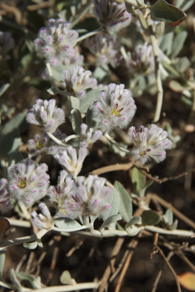 Amaranthaceae Ptilotus obovatus
