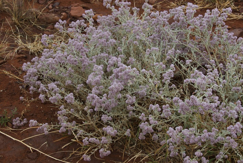 Amaranthaceae Ptilotus obovatus