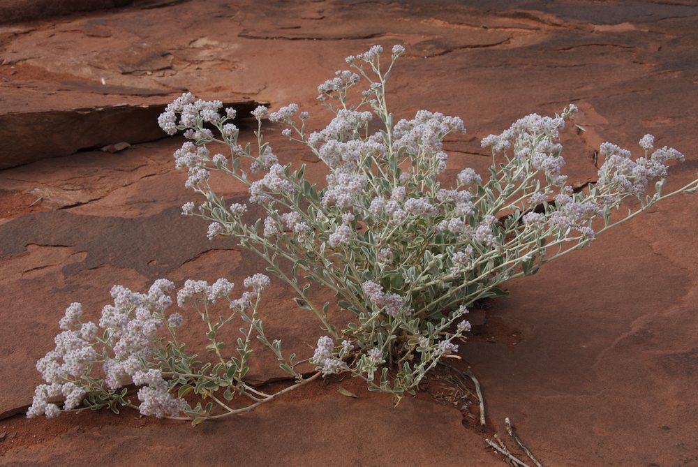 Amaranthaceae Ptilotus obovatus