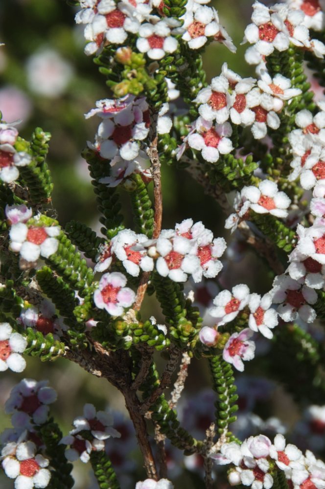 Myrtaceae Thryptomene maisonneuvii