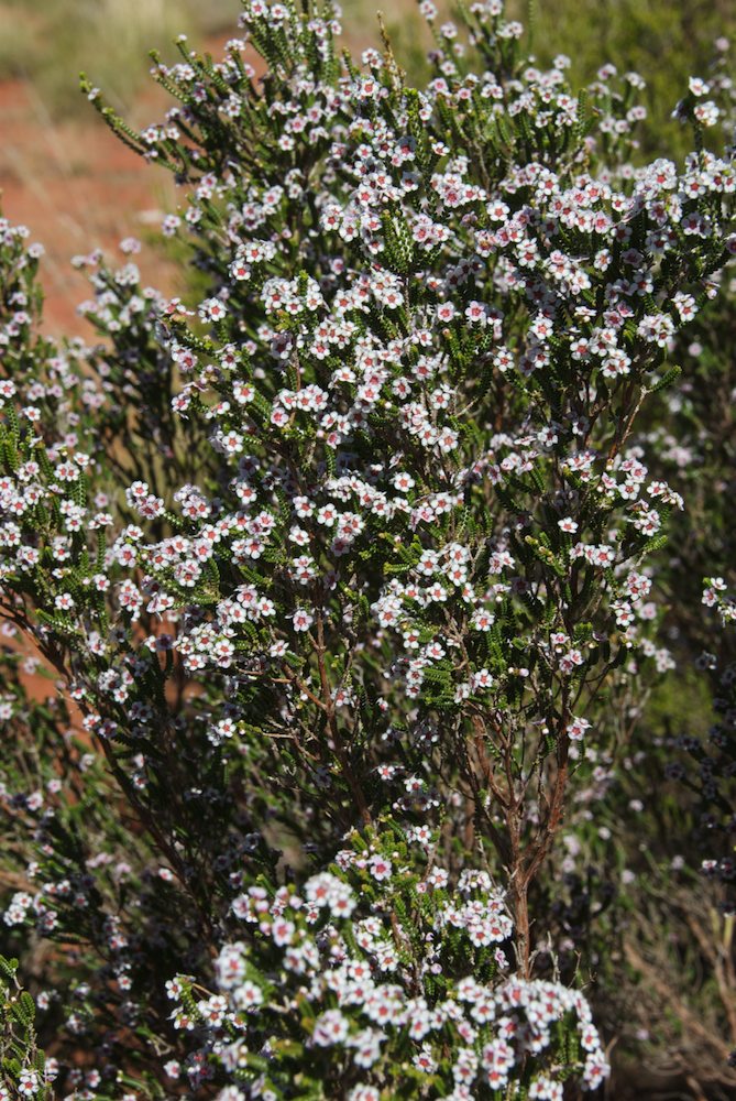 Myrtaceae Thryptomene maisonneuvii