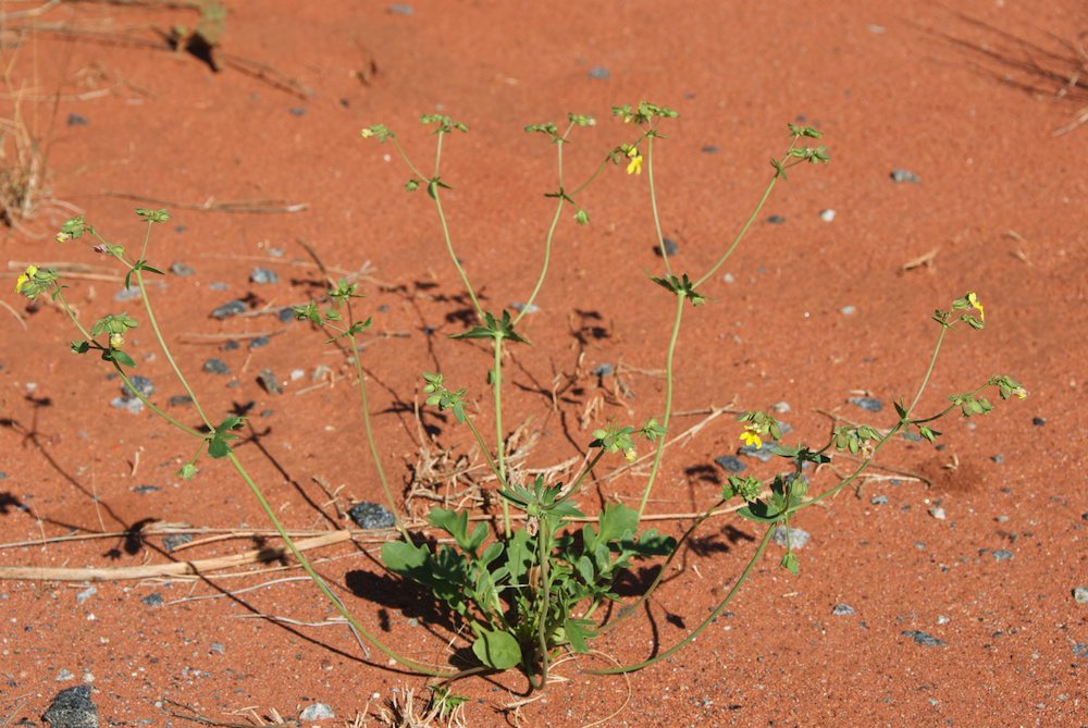 Goodeniaceae Velleia glabrata