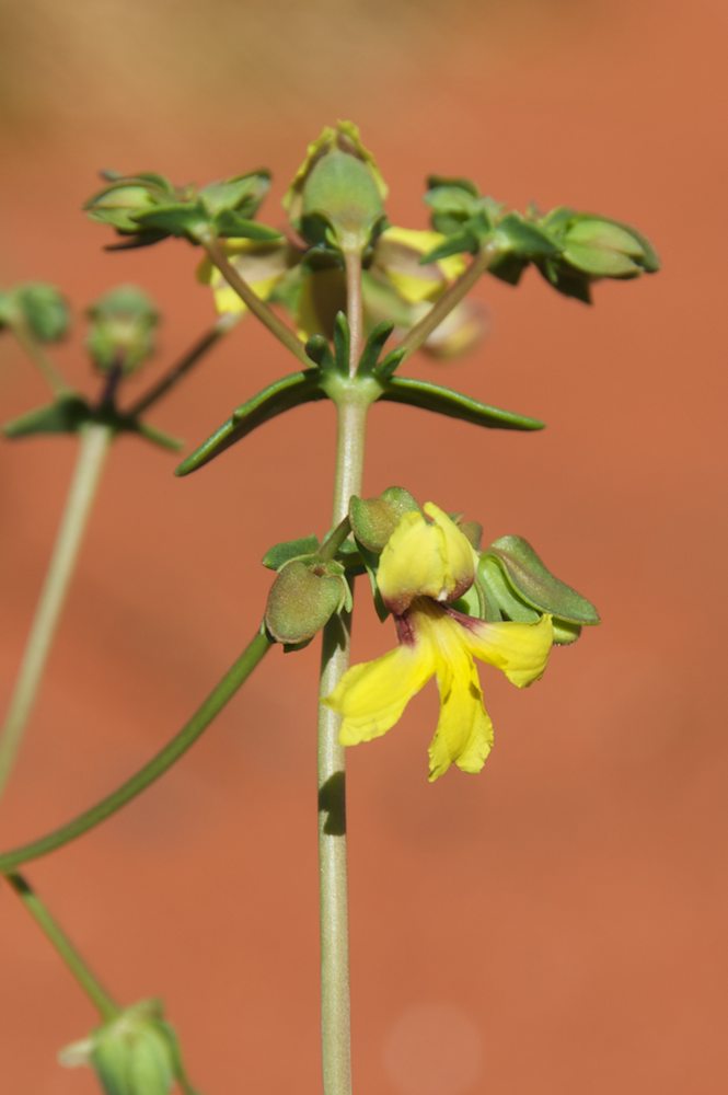 Goodeniaceae Velleia  glabrata