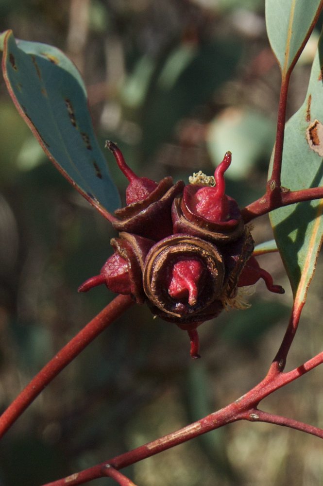 Myrtaceae Eucalyptus pachyphylla