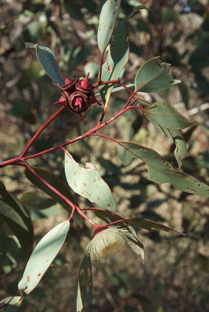 Myrtaceae Eucalyptus pachyphylla