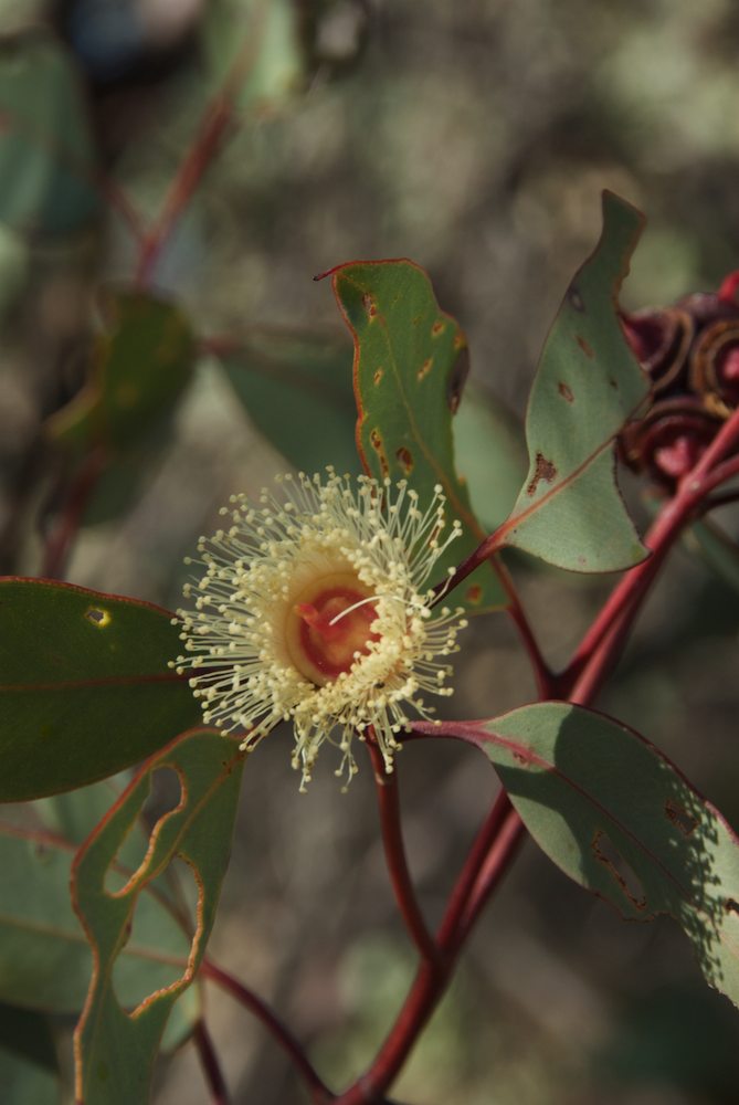 Myrtaceae Eucalyptus pachyphylla
