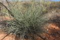 image of Euphorbia  tannensis