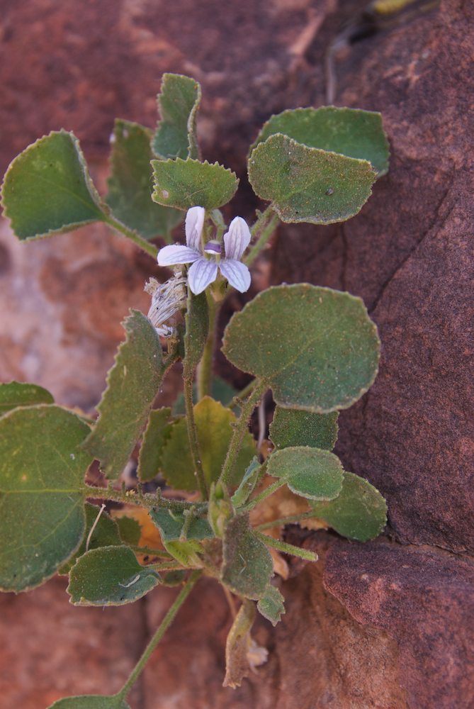 Goodeniaceae Goodenia grandiflora