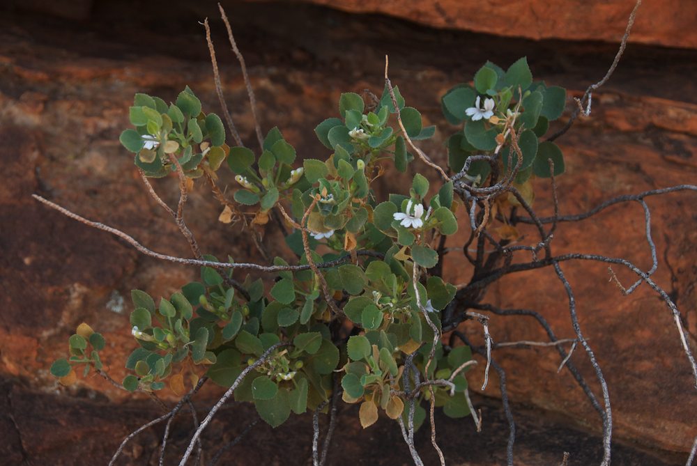 Goodeniaceae Goodenia grandiflora