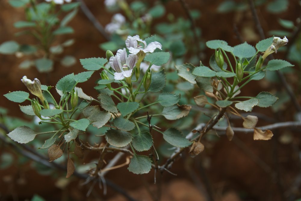 Goodeniaceae Goodenia grandiflora