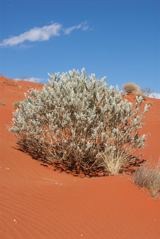 Lamiaceae Newcastelia spodiotricha