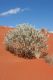 image of Newcastelia spodiotricha