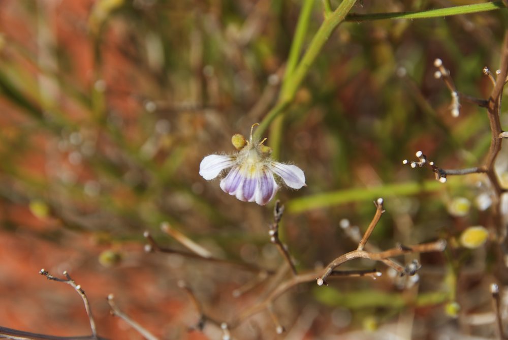 Goodeniaceae Scaevola depauperata