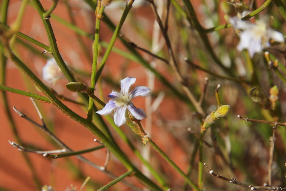 Goodeniaceae Scaevola depauperata