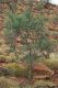 image of Acacia pruinocarpa
