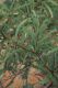 image of Acacia pruinocarpa