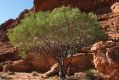 image of Acacia pruinocarpa