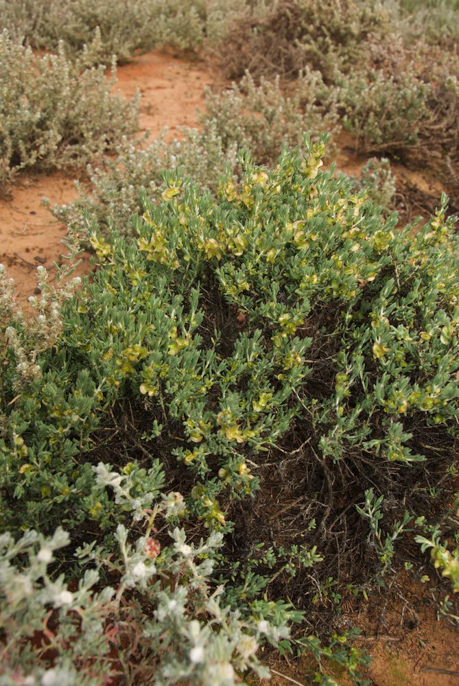 Amaranthaceae Maireana georgei