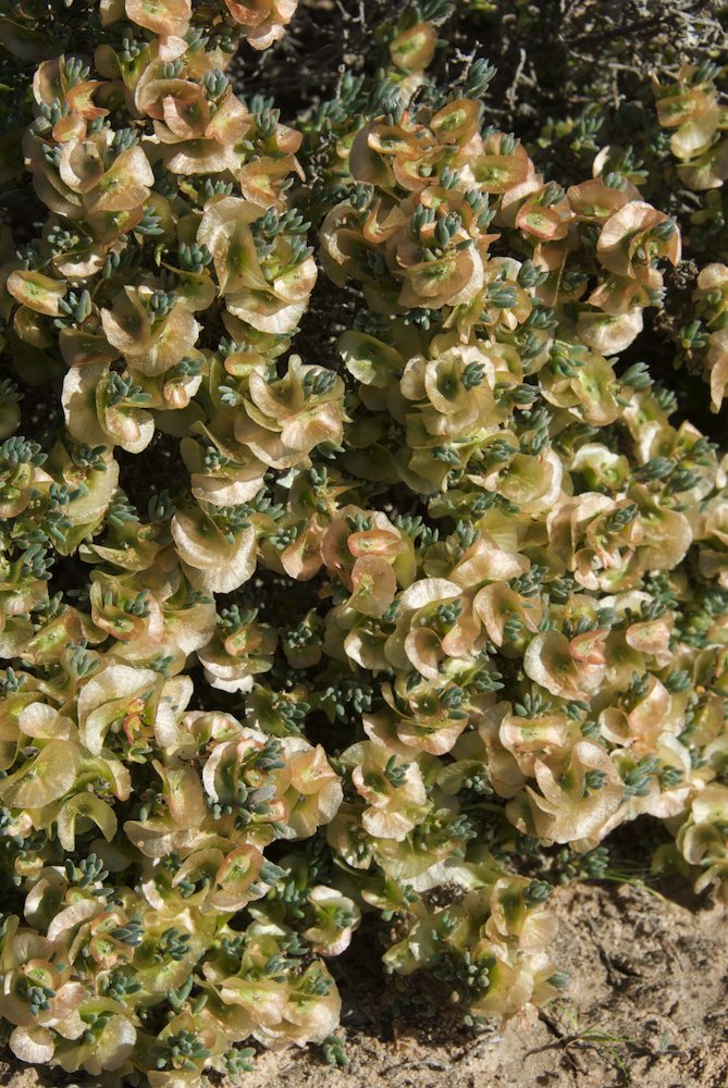 Amaranthaceae Maireana georgei