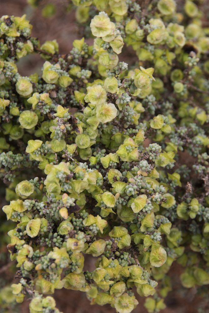 Amaranthaceae Maireana pyramidata